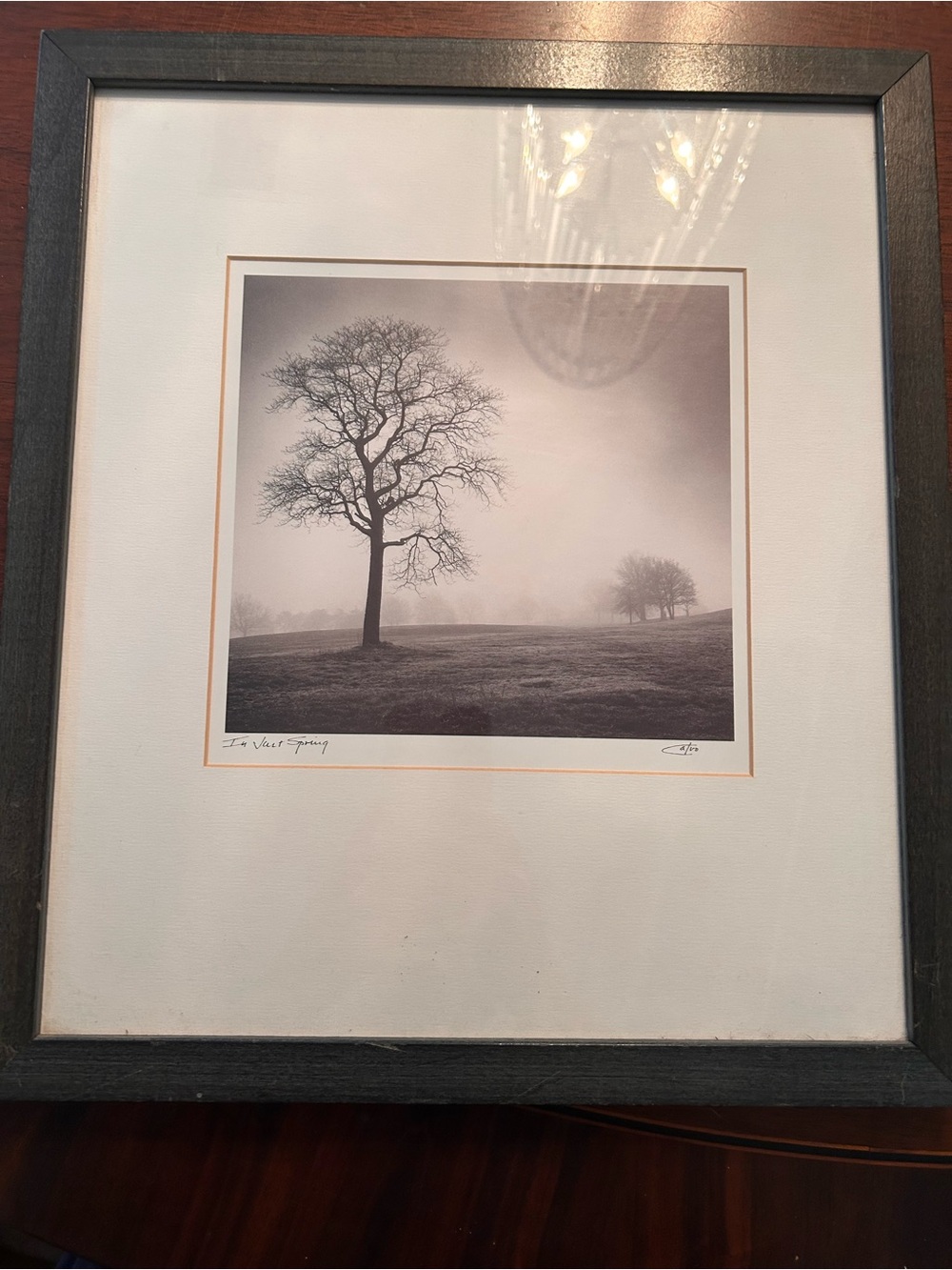 Calvos Trees framed Photography Print numbered 1 of 4.
